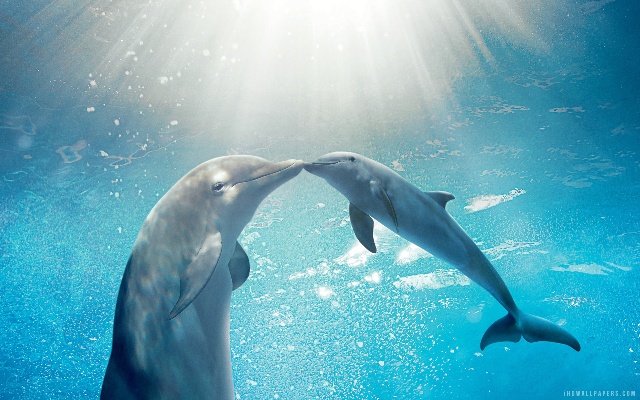 海豚和哪个星座最配 海豚和什么能成情侣网名