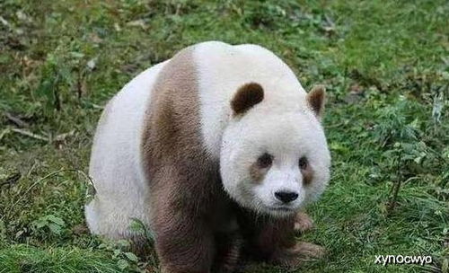 大熊蓝猫怎么打 大熊猫兰仔